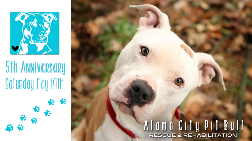 alamo city pit bull rescue phone number